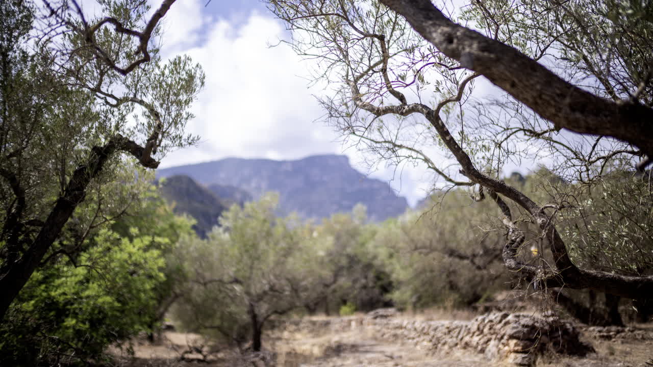 olivos en las montañas españolas