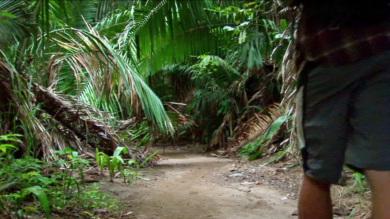 한 남자가 열대 숲으로 가는 길을 걷고 있다
