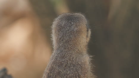 A-meerkat-looking-around-while-standing-up
