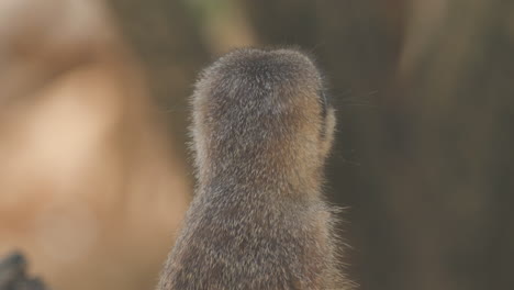 a meerkat looking around while standing up