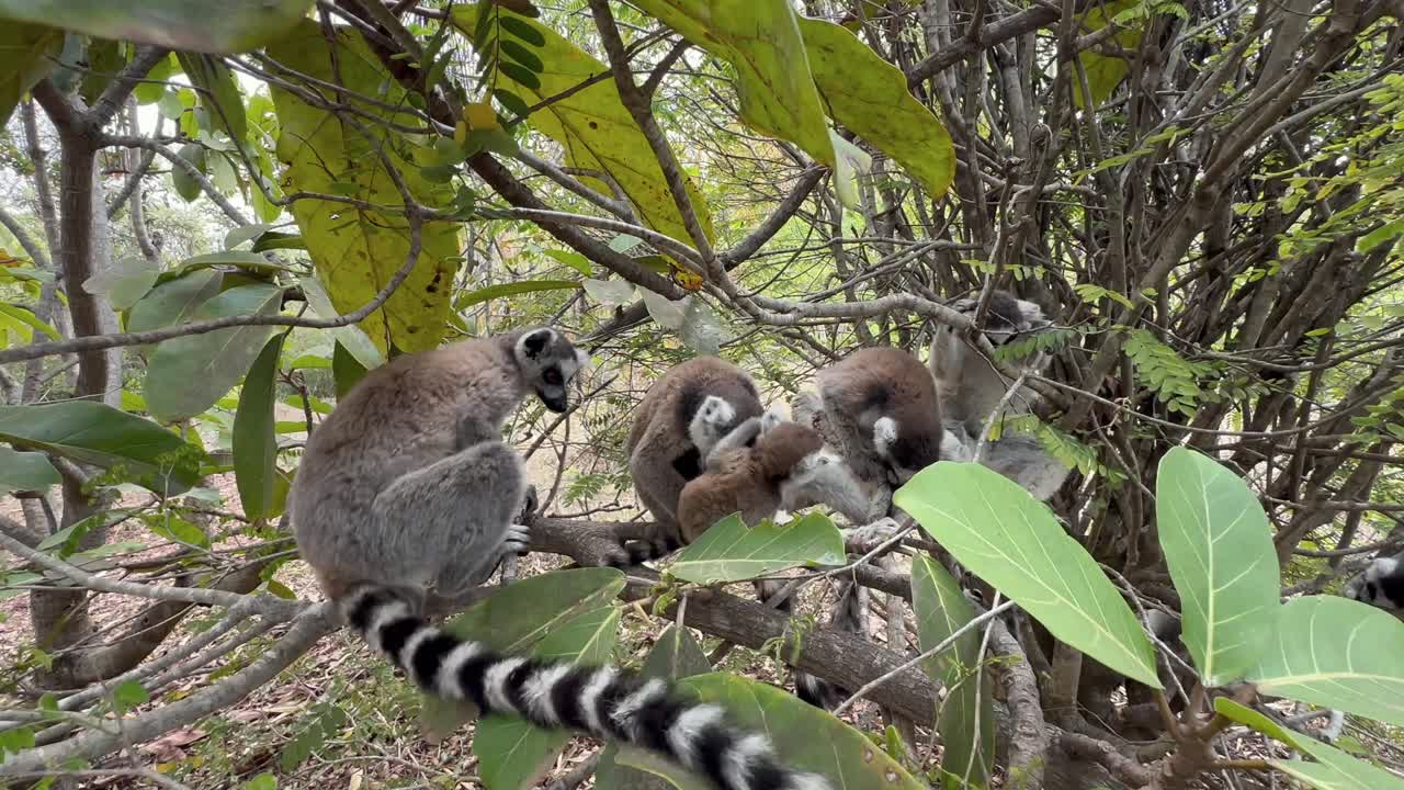 Famiglia di lemuri dalla coda ad anelli (Lemur catta) su un albero, Madagascar