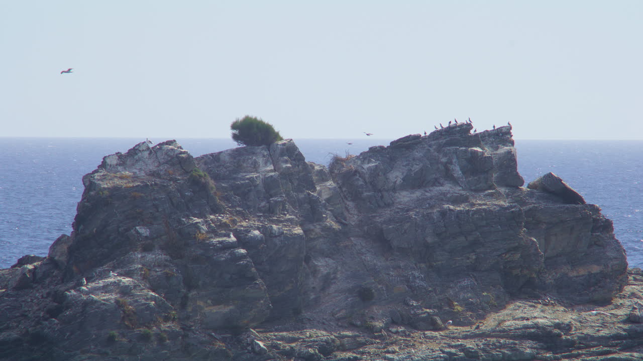 Telephoto shot of a rugged rock formation jutting out of the ocean, topped with seabirds and a single tree. Isolated, natural, and quietly majestic