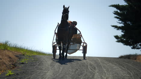 horse walking towards camera with harness