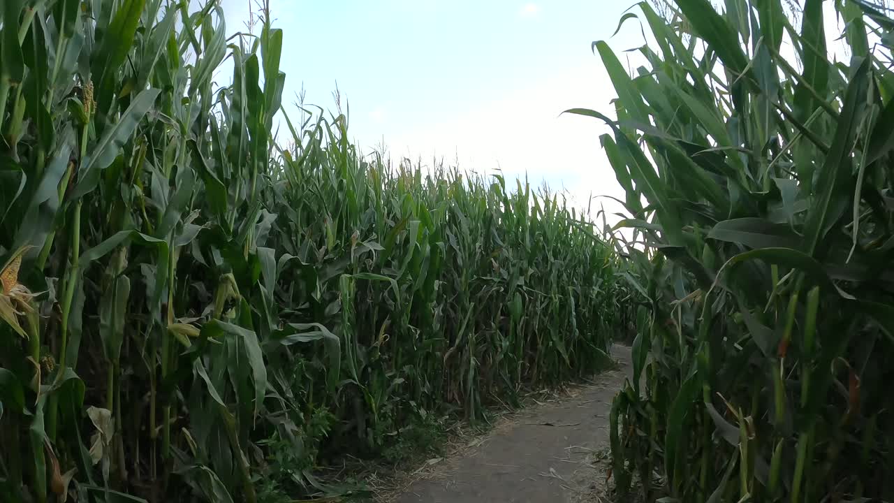 Halloween Corn Field Maze