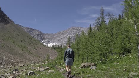 excursionista caminando por el valle de pinos seguido rockies, kananaskis, alberta, canadá