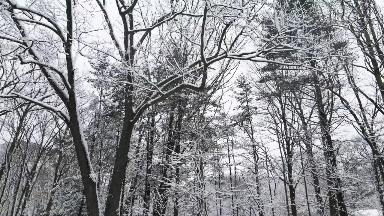 미시간의 달라붙는 눈에 흠뻑 젖은 나무