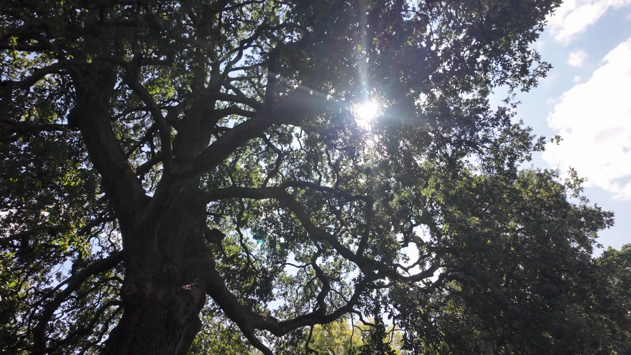 Oak tree branches with sunlight shining beautifully through the green leaves overhead.