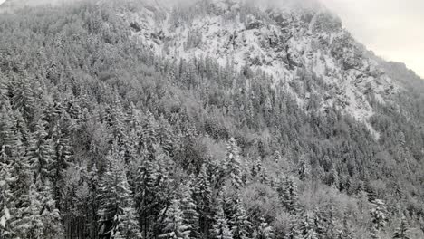 snowy trees in winter season