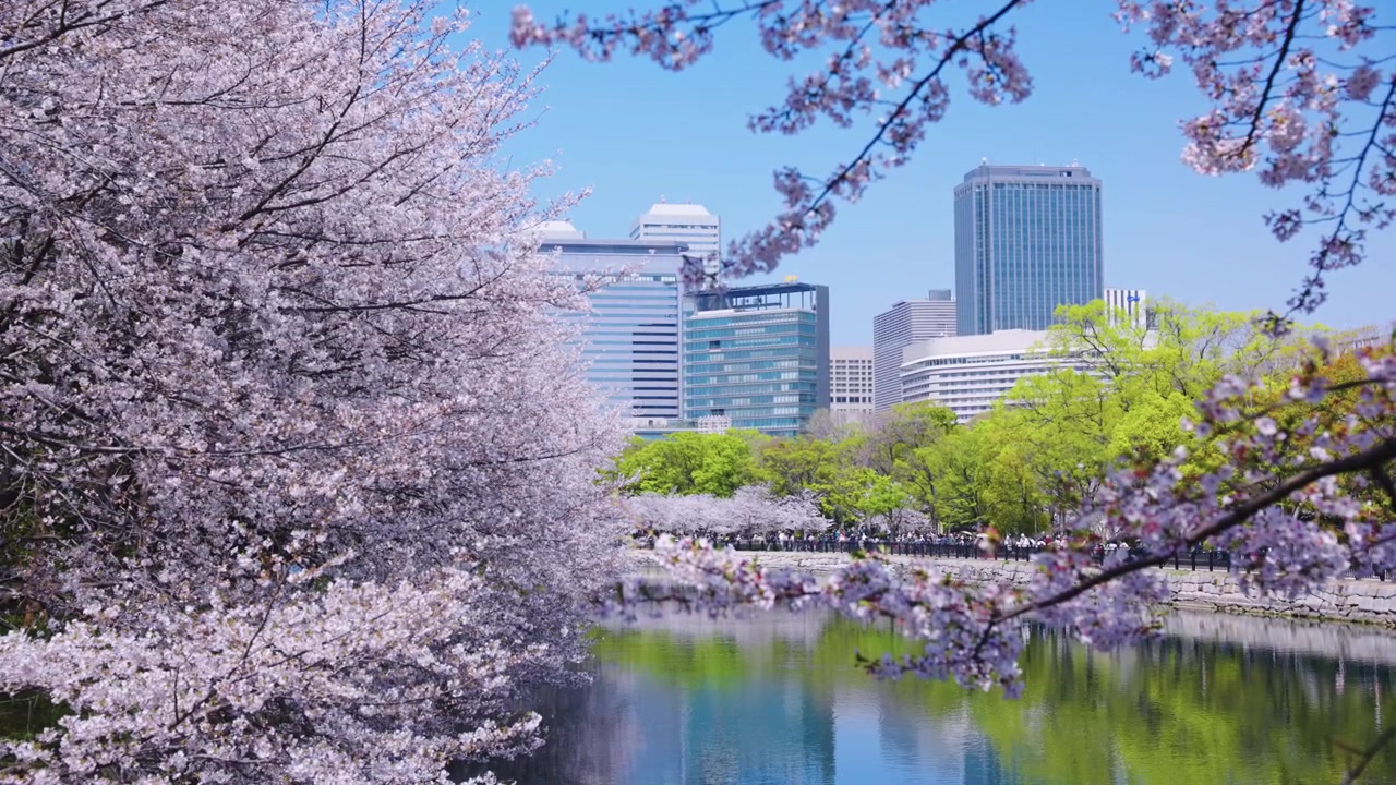 Alberi di sakura in fiore sopra il fossato del Castello di Osaka con sfondo di città urbana, Giappone