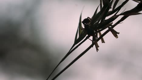 ant on grass stem