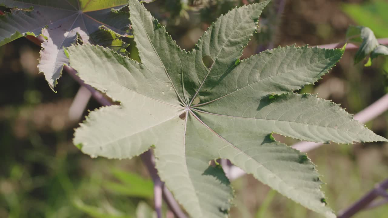 una toma de primer plano de la luz del día en mano de una hoja de planta de aceite de ricino balanceándose en el viento en medio de la vegetación alrededor