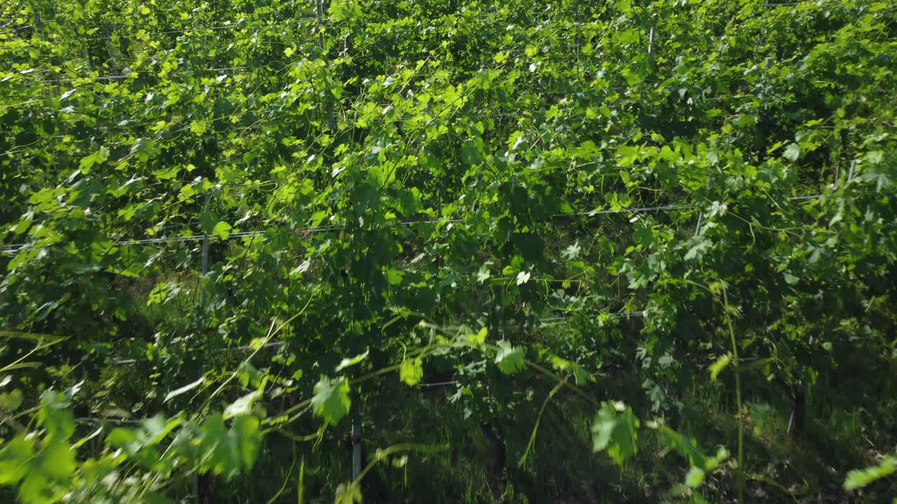 vista aérea de cultivo de agricultura de viñedos en langhe piemonte italia