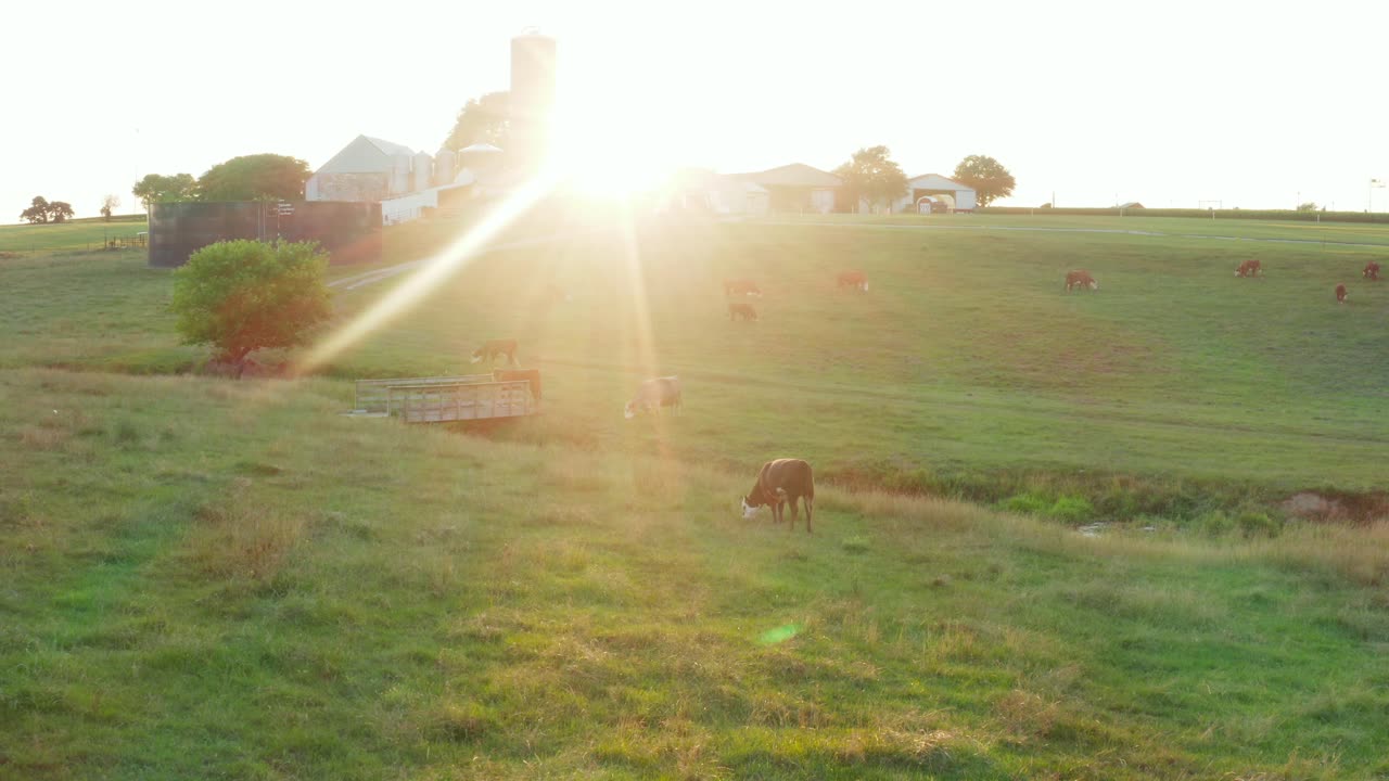 Beef cattle at sunrise