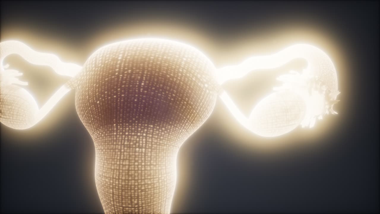 여성 생식기 체계 해부학