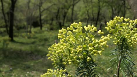 Mediterranean-Spurge,-yellow-wildflower-blowing-in-the-wind-in-a-valley