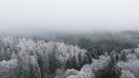 fixed shot of clouds over snow covered green trees in bucegi forest, romania