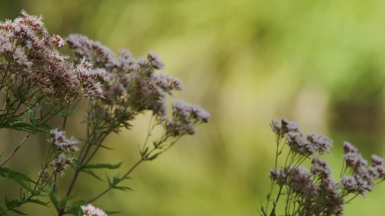 Ciuffi di fiori di campo si muovono in una leggera brezza, ripresi in primo piano con uno sfondo verde sfocato e luce naturale, evocando tranquillità.