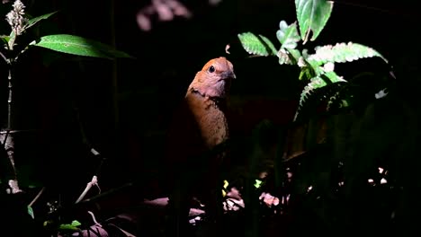 Die-Rostige-Pitta-Ist-Ein-Zutraulicher-Vogel,-Der-In-Hochgelegenen-Bergwäldern-Vorkommt,-Es-Gibt-So-Viele-Orte-In-Thailand,-Um-Diesen-Vogel-Zu-Finden