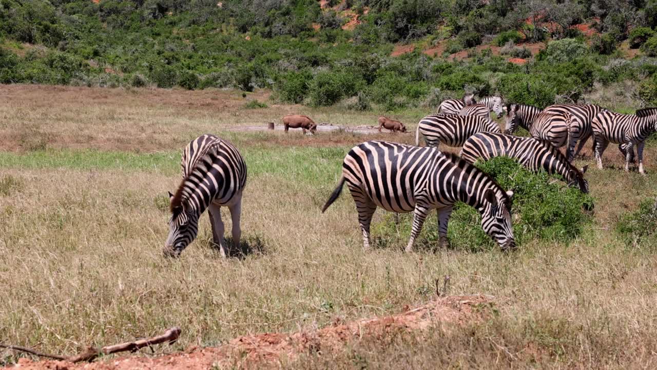 검은색과 색 줄무의 제브라 가 풀에서 먹이를 먹는다. 야생동물. 사파리 공원, 남아프리카 공화국.