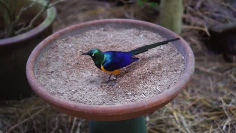 Ein-Bunter-Vogel,-Der-Am-Futterteller-Frisst