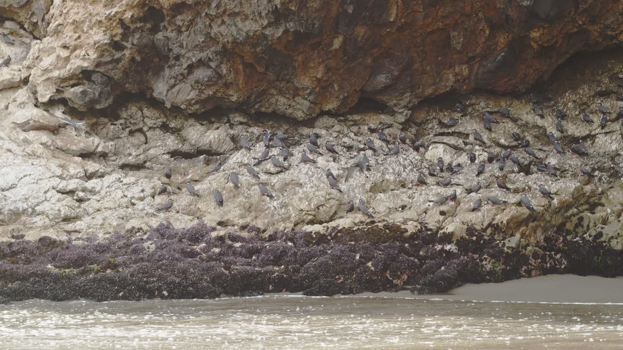 aves marinas en un acantilado rocoso con agua de mar debajo