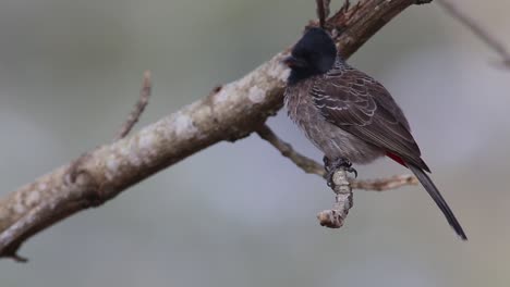 bird is sitting on a small branch, blurred background and natural environment