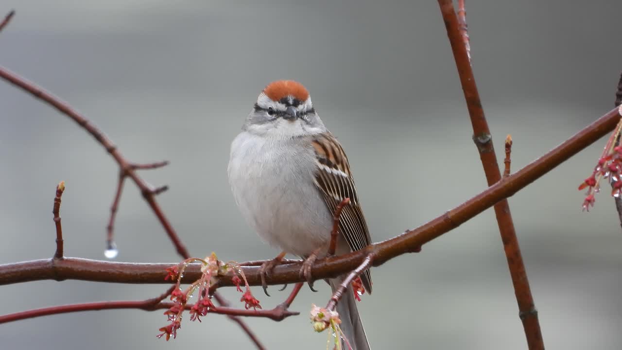 Beautiful sparrow bird sitting on wet tree branch, close up