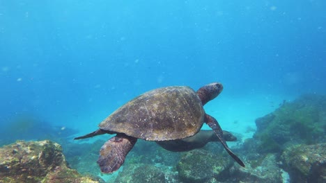 Tortuga-Marina-Leones-Marinos-Agua-Viajes-óceano-Submarino-Cinemática-Gopro-Bonitas-Animales-Salvajes