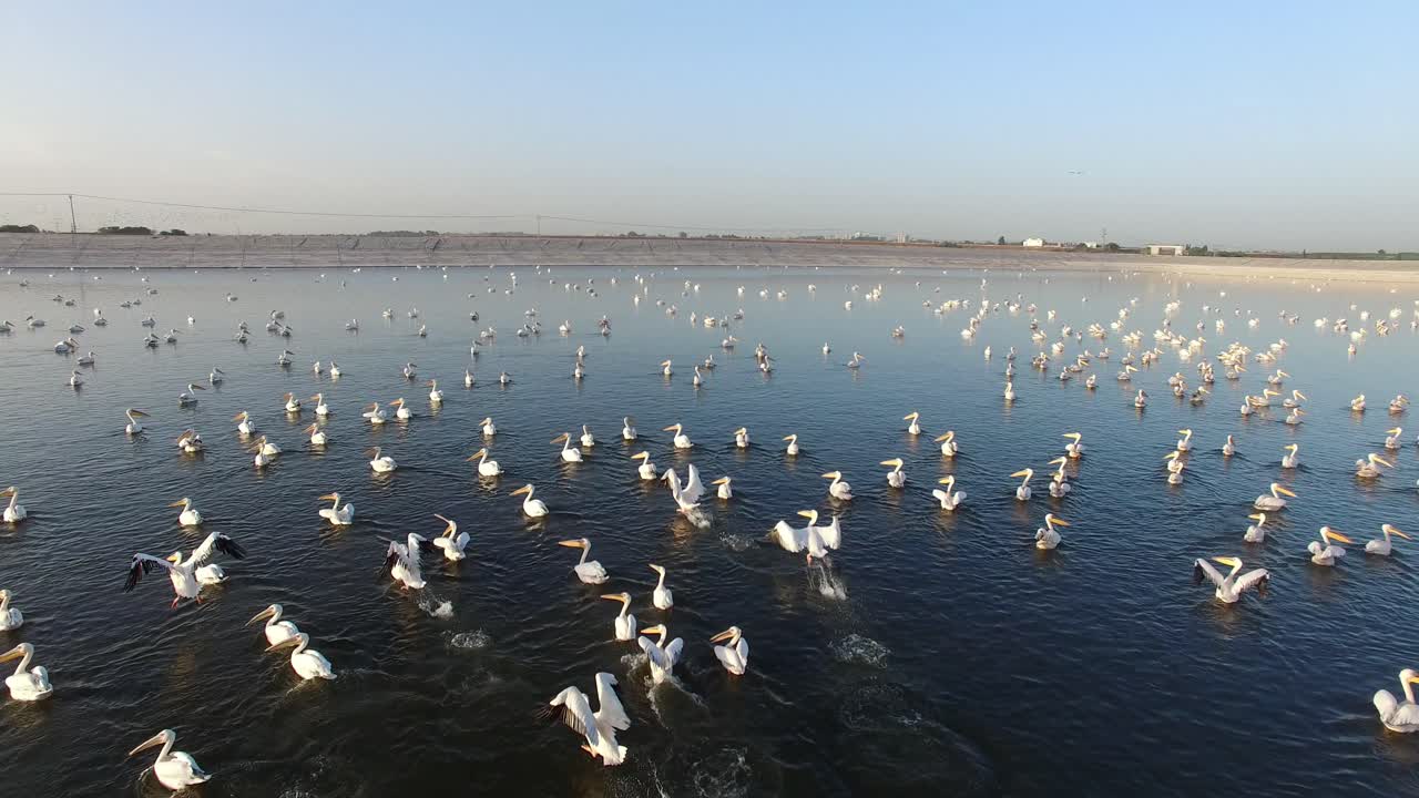Large Flock of Pelicans in a Reservoir