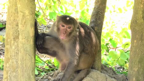 macaque monkey relaxing between trees in the shadow on monkey island in nha trang, vietnam