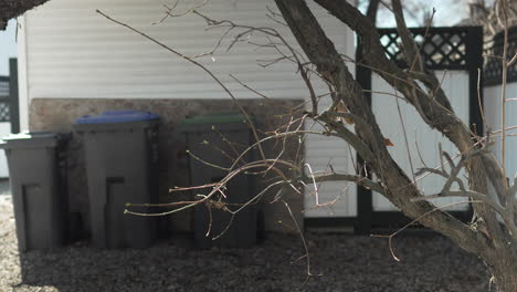 Budding-tree-at-the-start-of-spring-in-a-back-alley