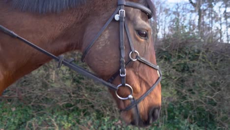 Close-up-portrait-of-a-brown-horse-head-walking-to-the-right