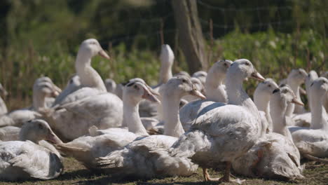 flock of domestic ducks in a farm during sunny day