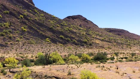 approche aérienne d'un lavage du désert bordé d'arbres palo verde en fleurs, de cactus saguaro, de cactus et d'autres végétations vertes typiques du printemps dans le désert de sonoran, scottsdale, arizona