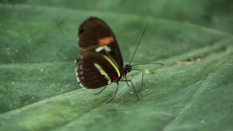 mariposa macro 19