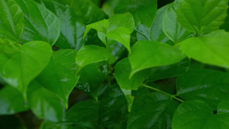 in the rainy season, eastern india receives heavy rainfall during the rainy season