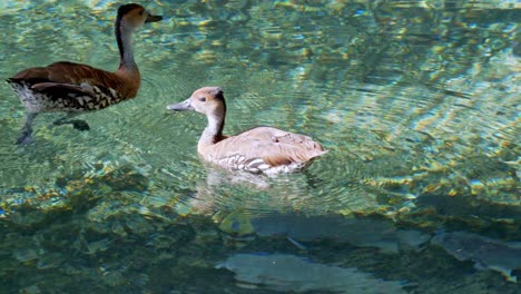 close shot of yaguasa ducks in crystal clear lake, fish below them, sunny day