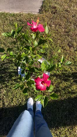 person standing next to hibiscus flowers in a garden