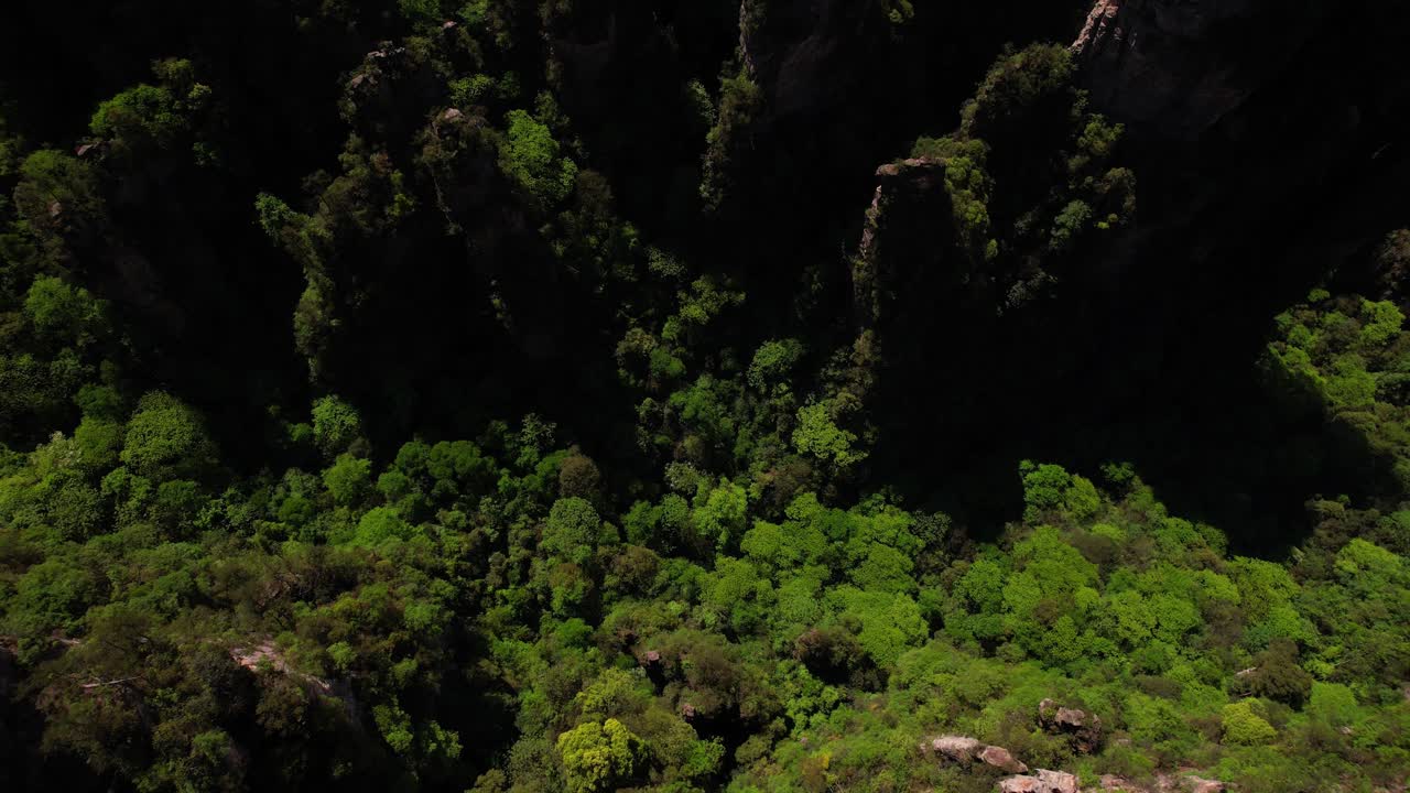 los majestuosos pilares de la torre de zhanjiajie sobre el bosque verde fresco en el valle de yuanjiajie