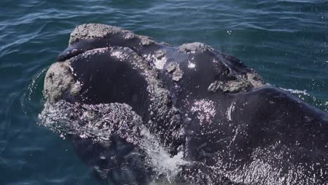 Una-Hermosa-Ballena-Franca-Austral-Bebé-Respirando-En-La-Superficie-Del-Agua---Cámara-Lenta