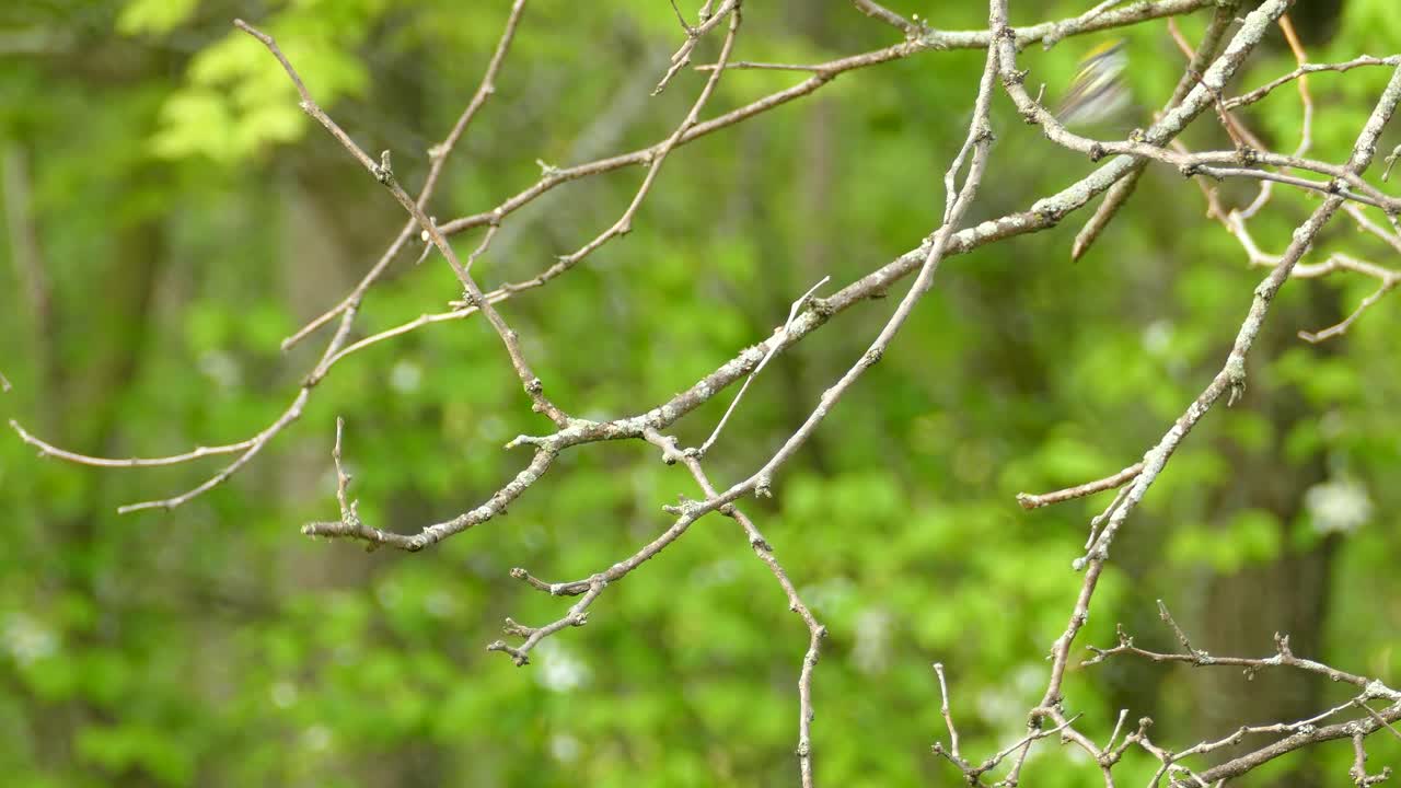 An active Chestnut Sided Warbler bouncing around and moving along a leafless tree branch in a park, Ontario, Canada