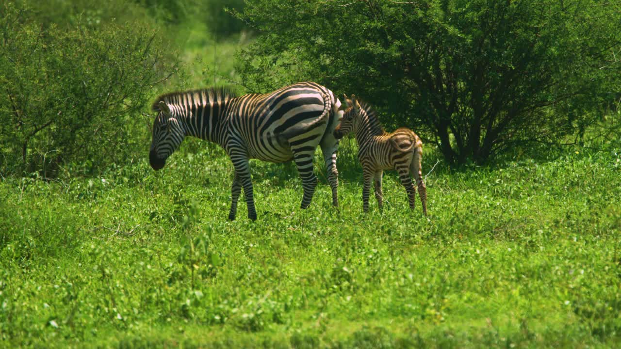 Splendida famiglia di zebre con un giovane cucciolo nelle selvagge pianure verdi africane in super slow motion