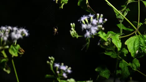 brown-legged spider, neoscona vigilans, kaeng krachan national park, thailand