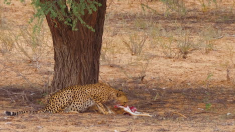 adult southeast african cheetah begins feasting on a fresh kill