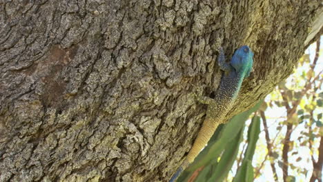 southern tree agama claws into the bark of a slanting tree