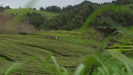 La-única-Plantación-De-Té-En-Europa---Gorreana,-Azores