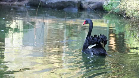 dos cisnes negros nadando en un estanque