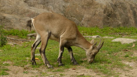 Intimadating-Alpine-Ibex-Cabra-Salvaje-En-Quebec,-Canadá