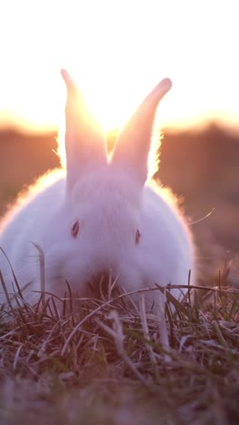 white rabbit in golden hour sunset