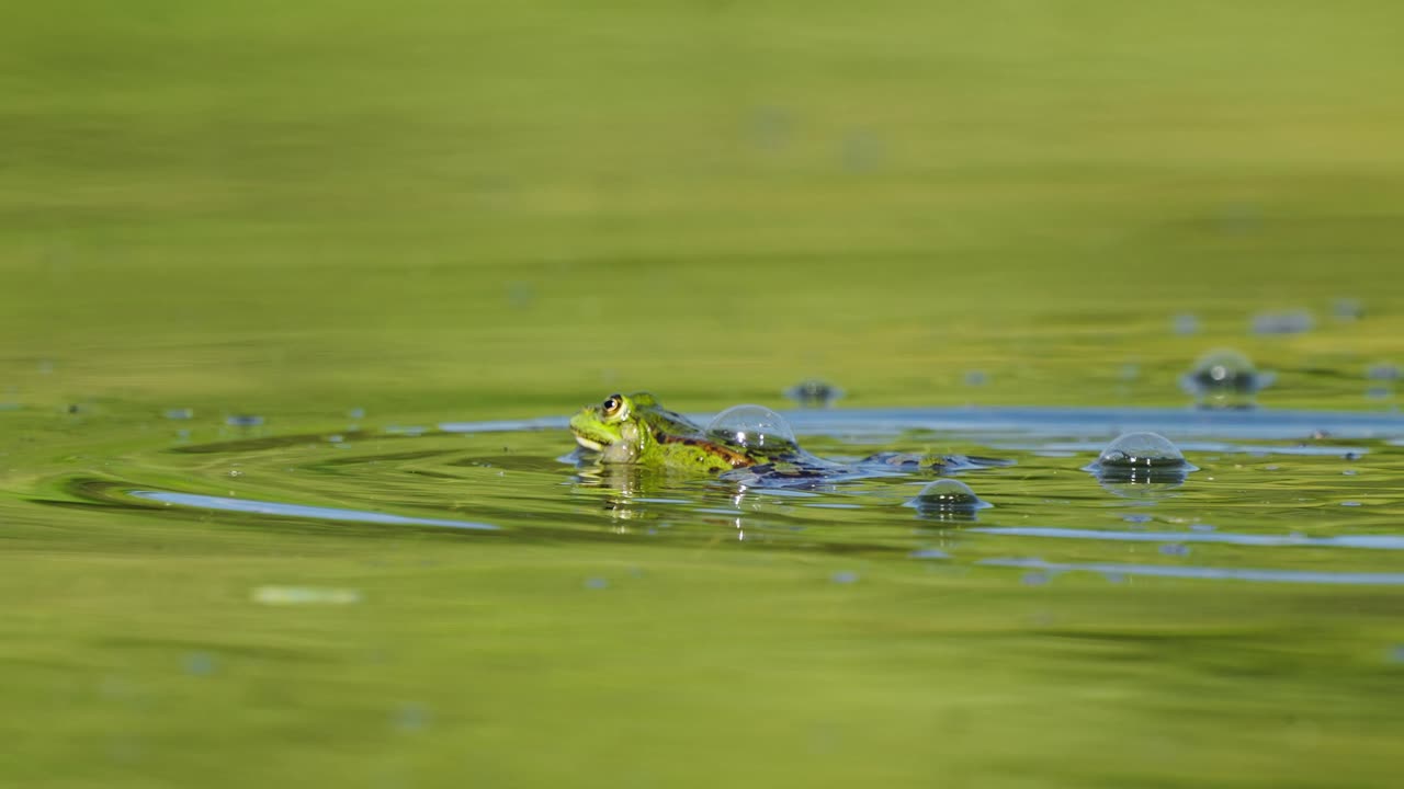 파리가 지나가는 거품과 함께 연못을 가로질러 수영하는 녹색 개구리